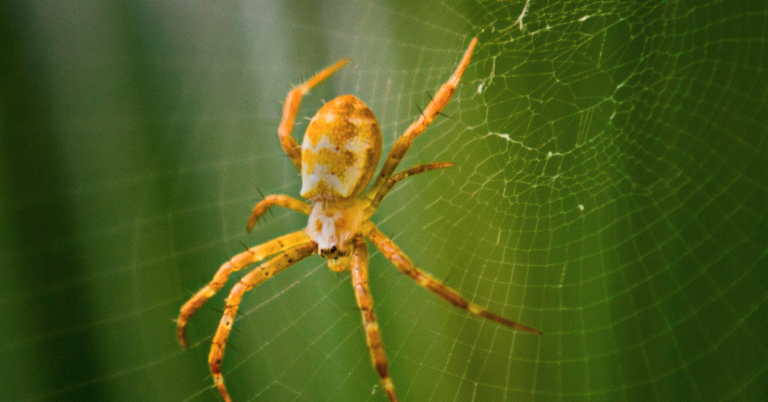 An orange spider on its web.